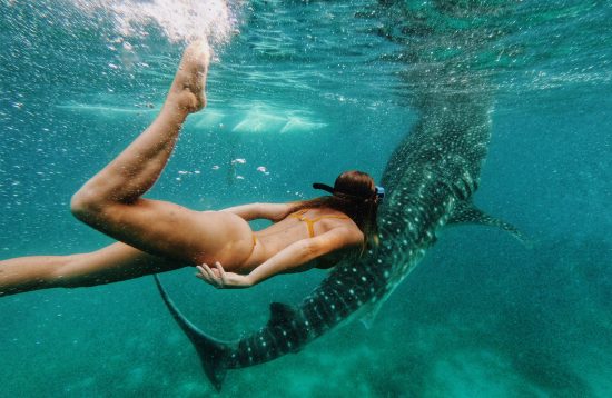 Willy's Holbox Whale Shark Tours